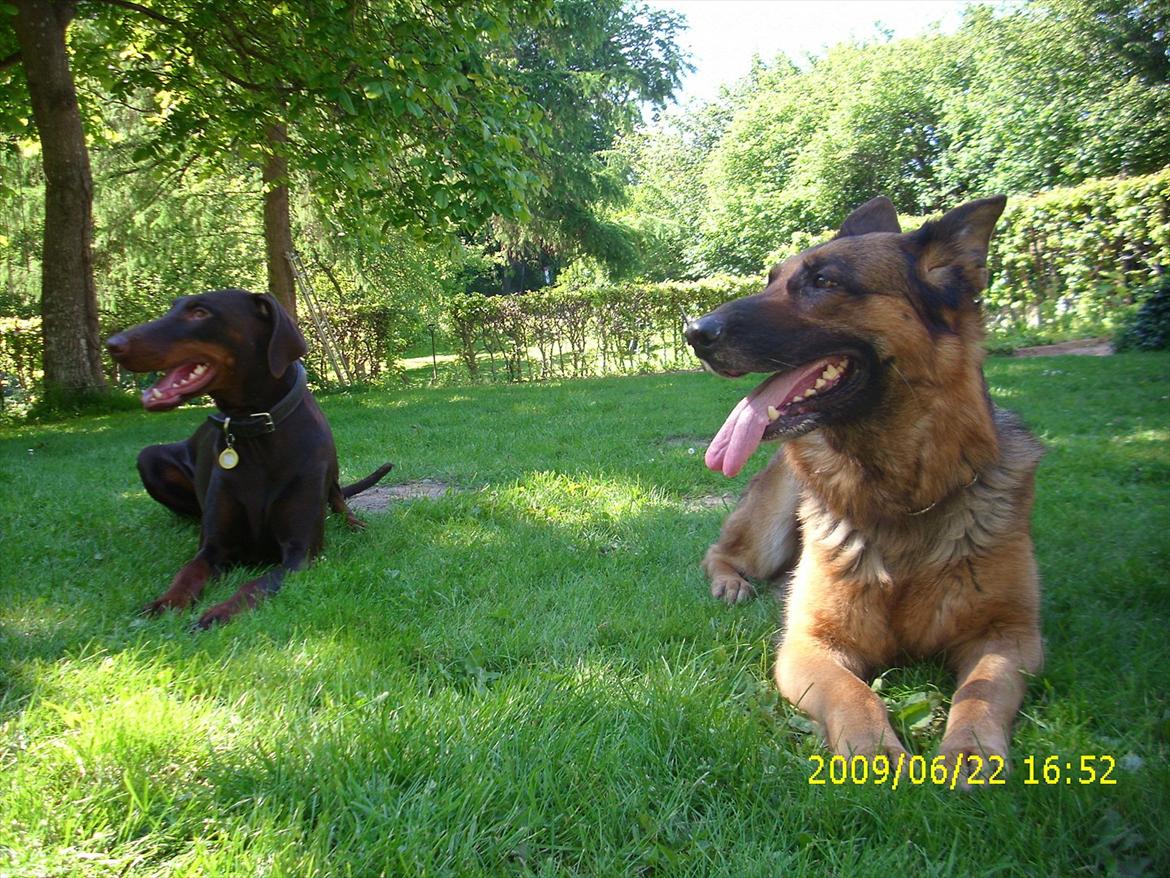 Dobermann Angèl von Nosenburg billede 3