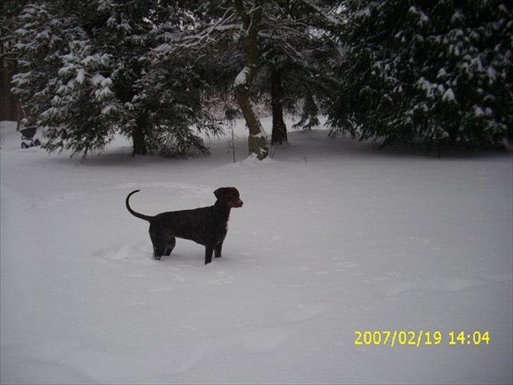Dobermann Angèl von Nosenburg billede 4