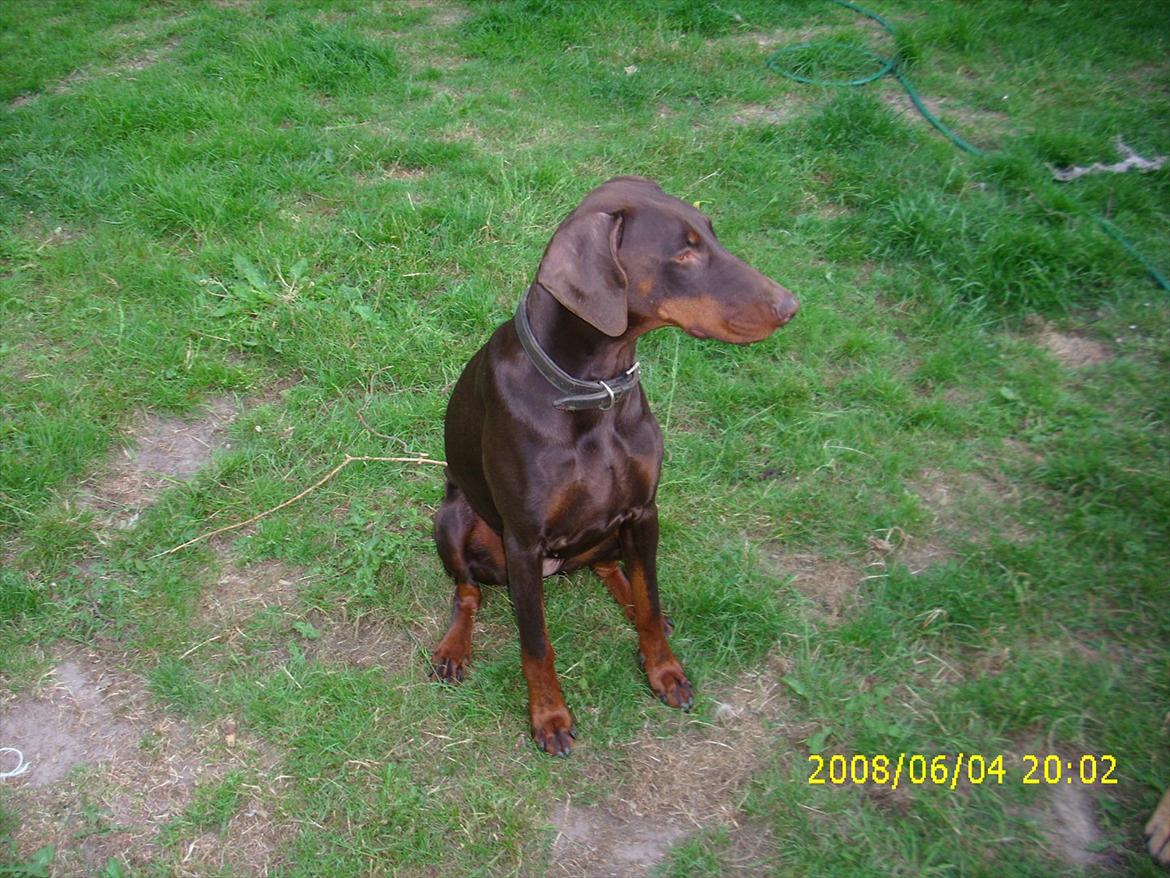 Dobermann Angèl von Nosenburg billede 5