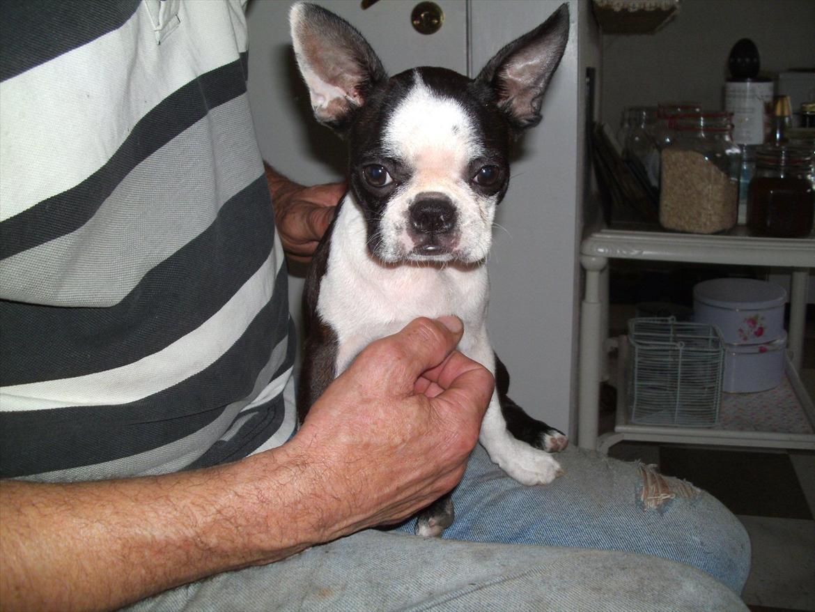 Boston terrier Mynthe billede 12