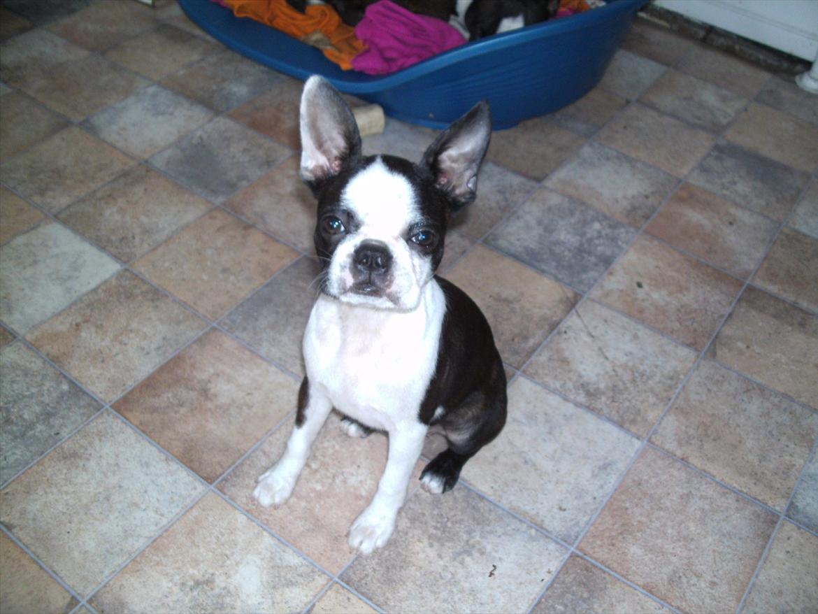 Boston terrier Mynthe billede 13