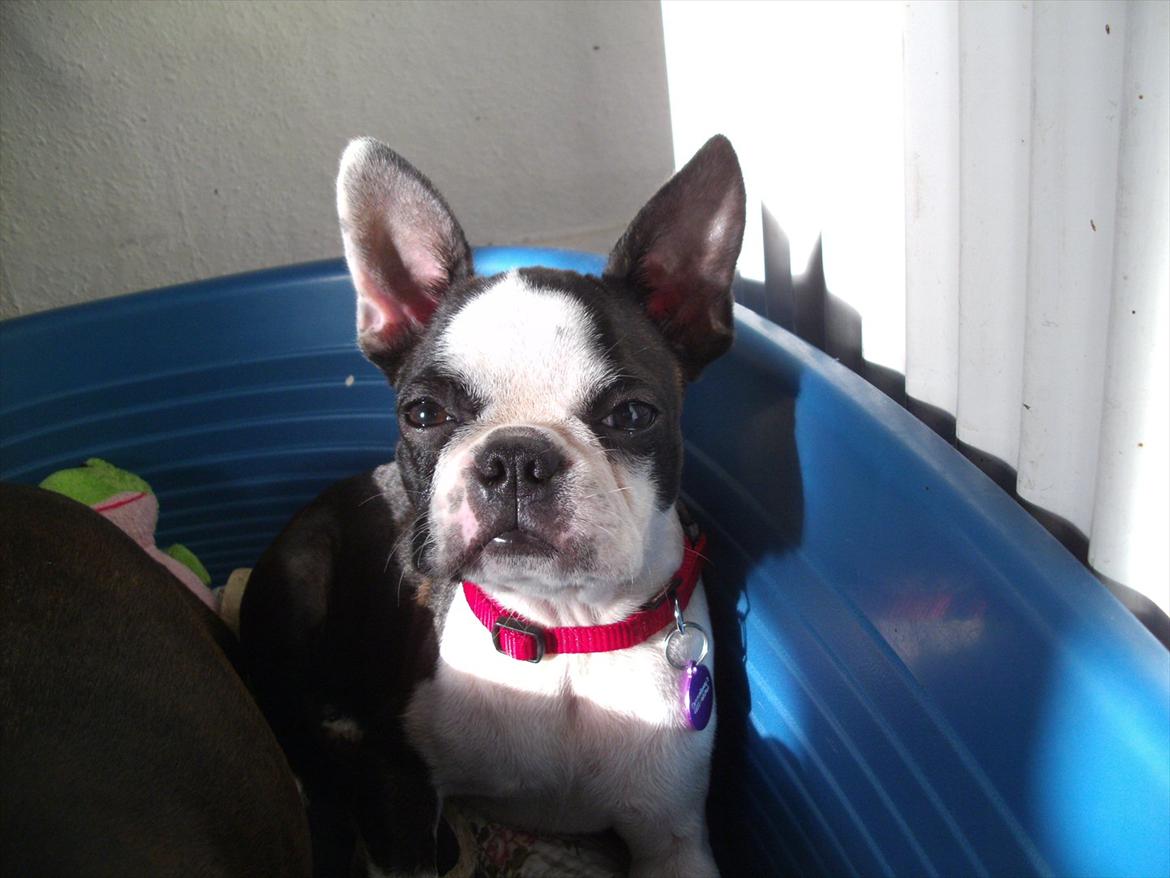 Boston terrier Mynthe billede 14