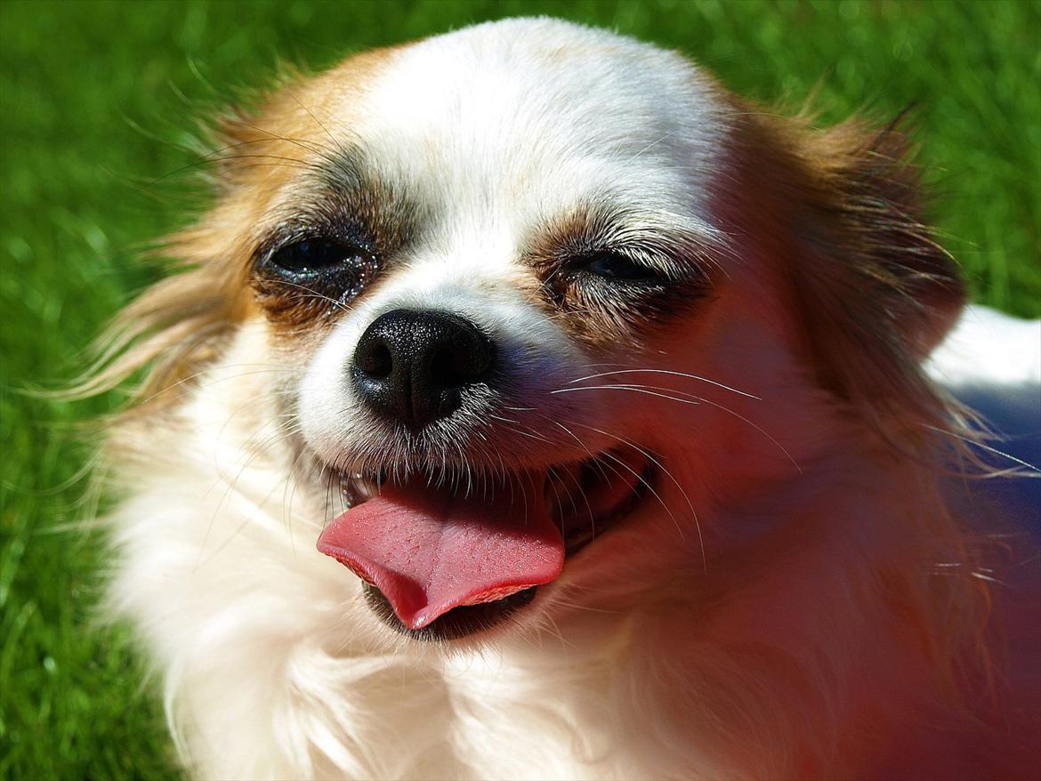 Chihuahua Meta billede 8