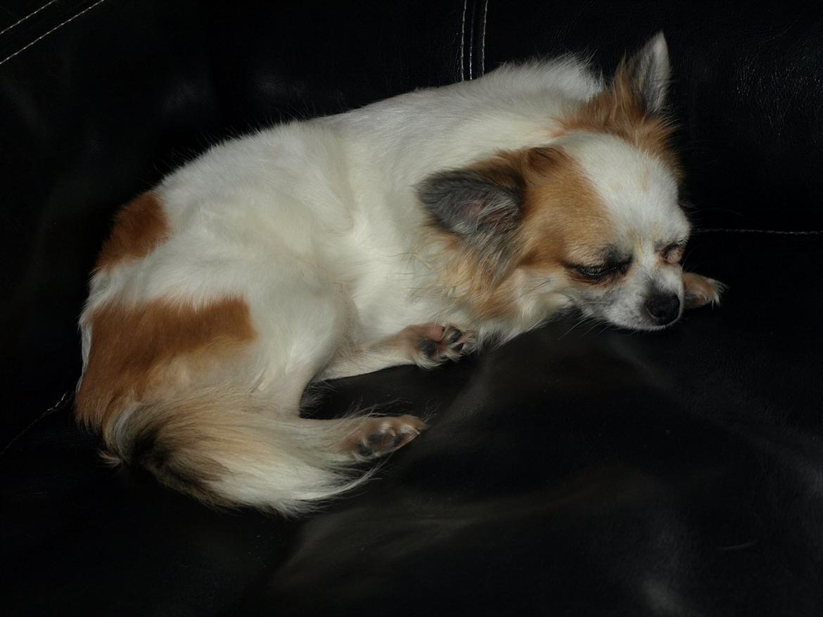 Chihuahua Meta billede 9