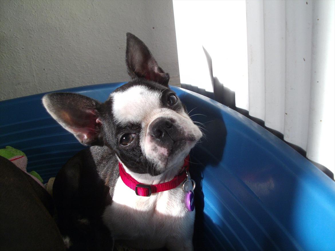 Boston terrier Mynthe billede 5