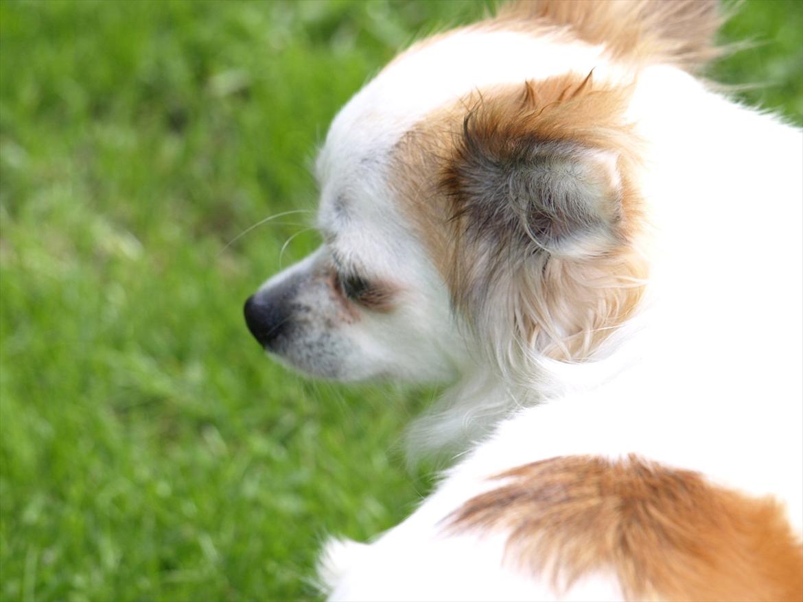 Chihuahua Meta billede 10