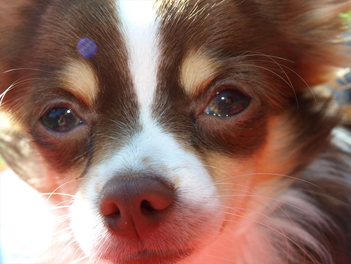 Chihuahua Molte billede 1