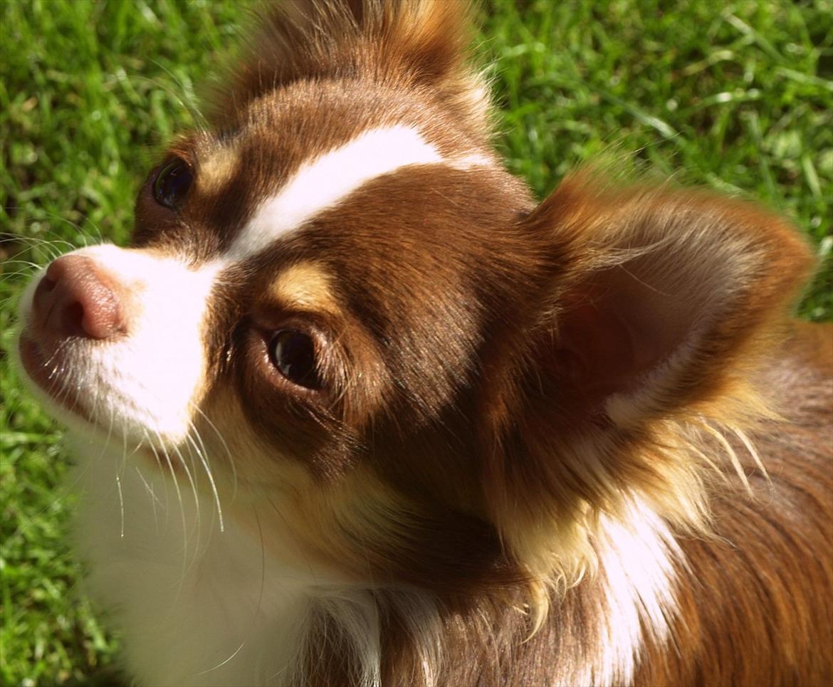 Chihuahua Molte billede 2