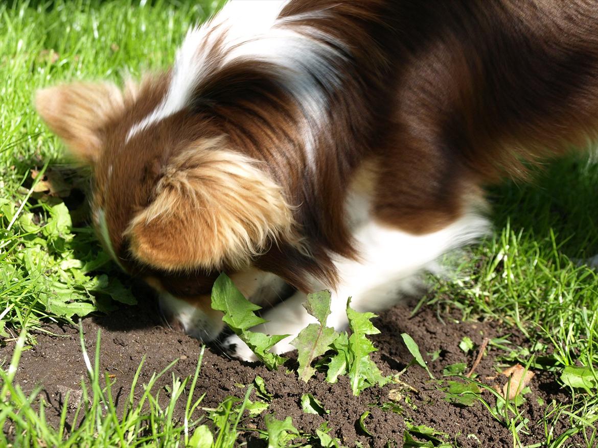 Chihuahua Molte billede 3