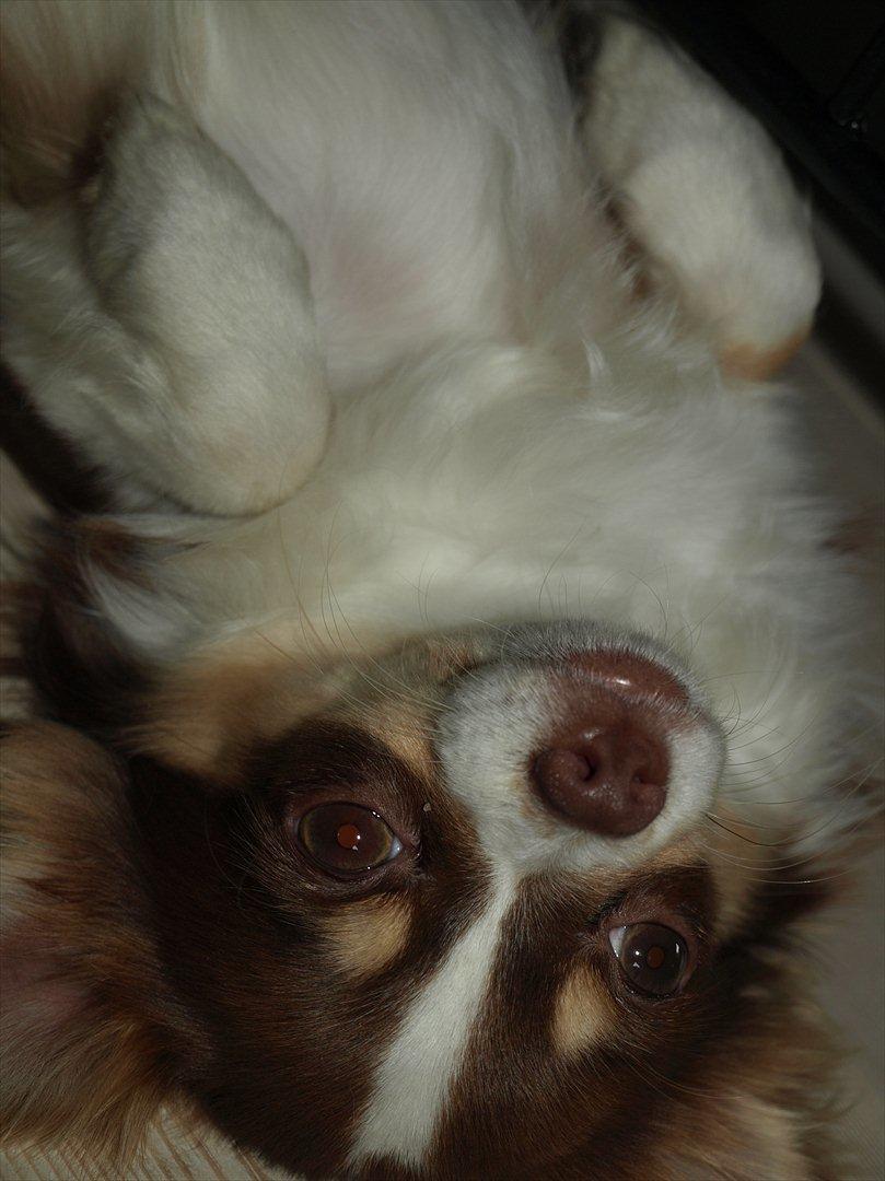 Chihuahua Molte billede 4