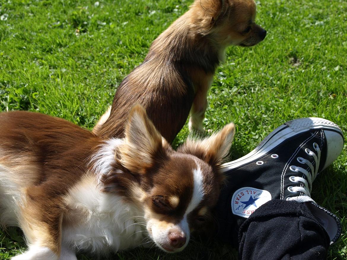 Chihuahua Molte billede 5