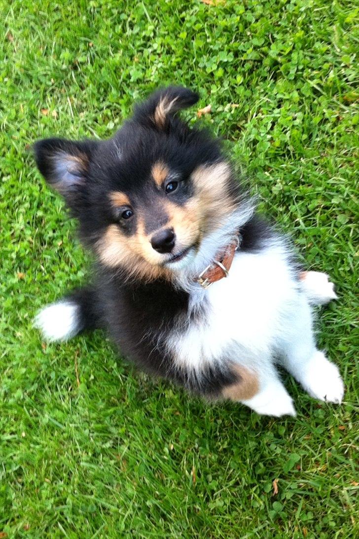 Shetland sheepdog Baloo billede 2