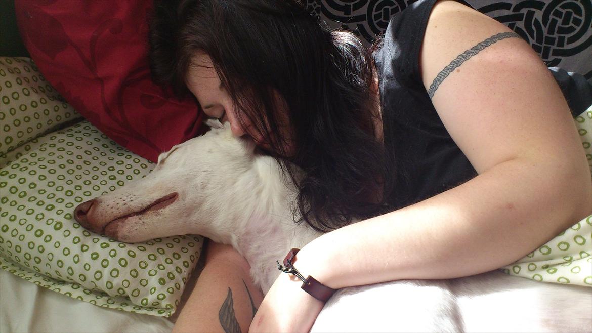 Greyhound Stouke Thunder - Smukke Lisa og nuttede Thunder <3 billede 15