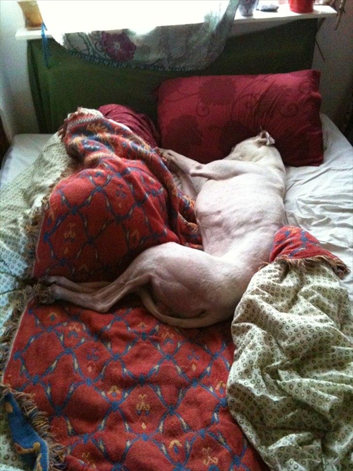 Greyhound Stouke Thunder - Thunder og jeg tager en formiddagslur i regnvejret :) billede 16