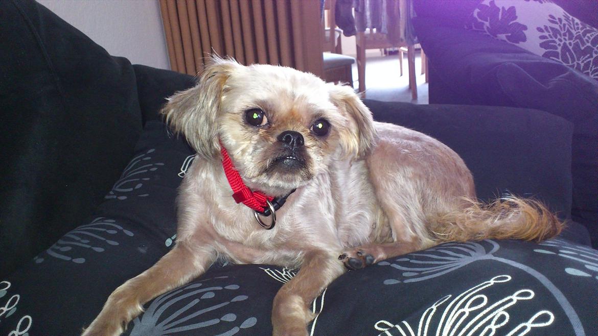 Griffon bruxellois Tøsen billede 1