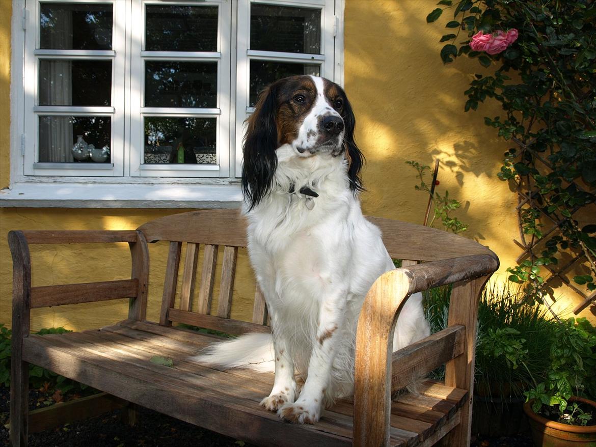 Blanding af racer Balder billede 5