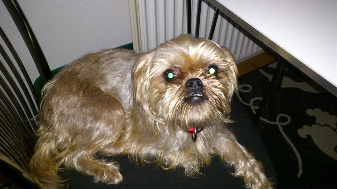 Griffon bruxellois Tøsen billede 3