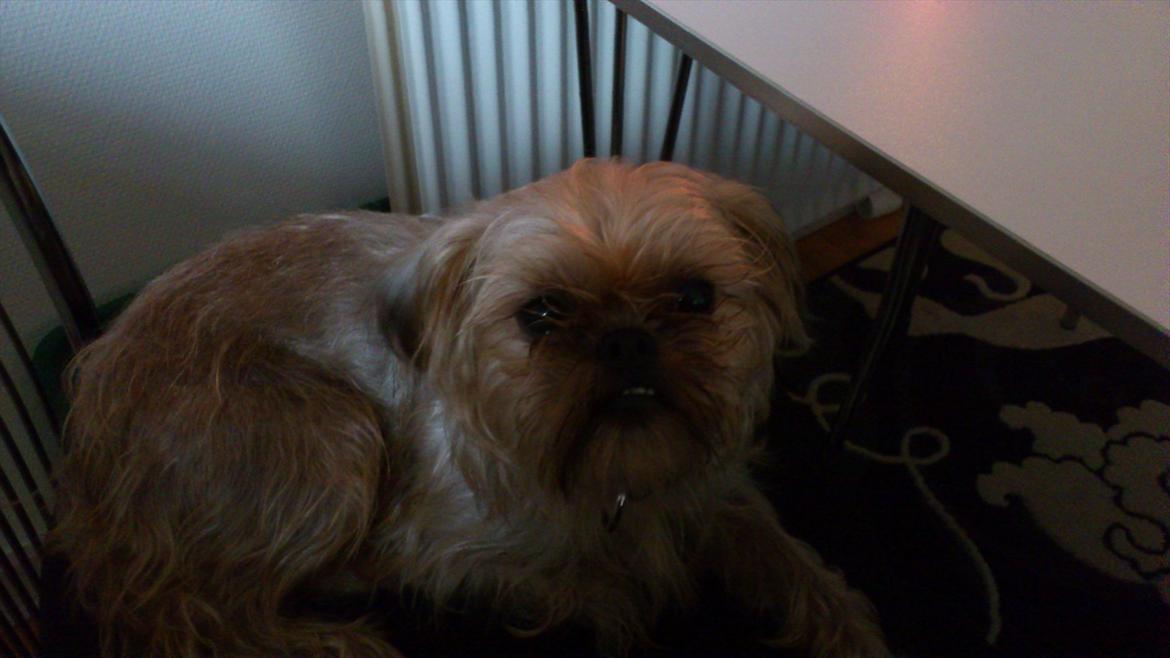 Griffon bruxellois Tøsen billede 5