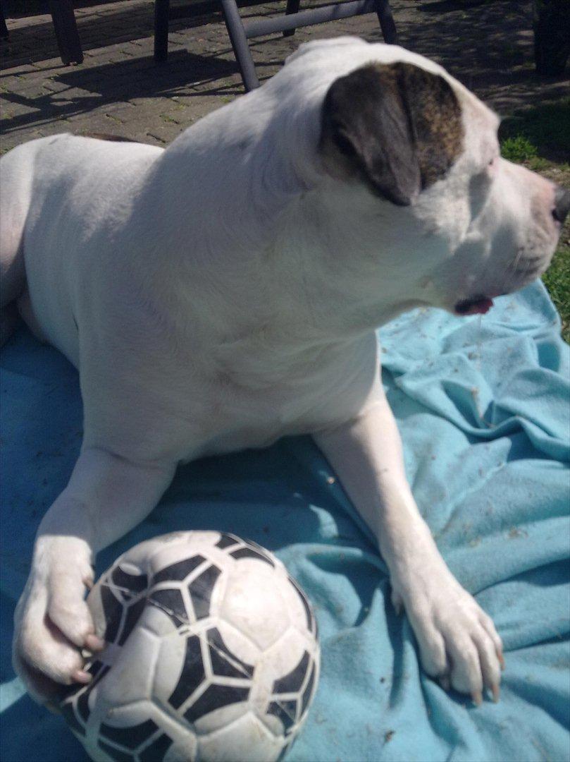 Amerikansk bulldog Staff-dog's Hector billede 17