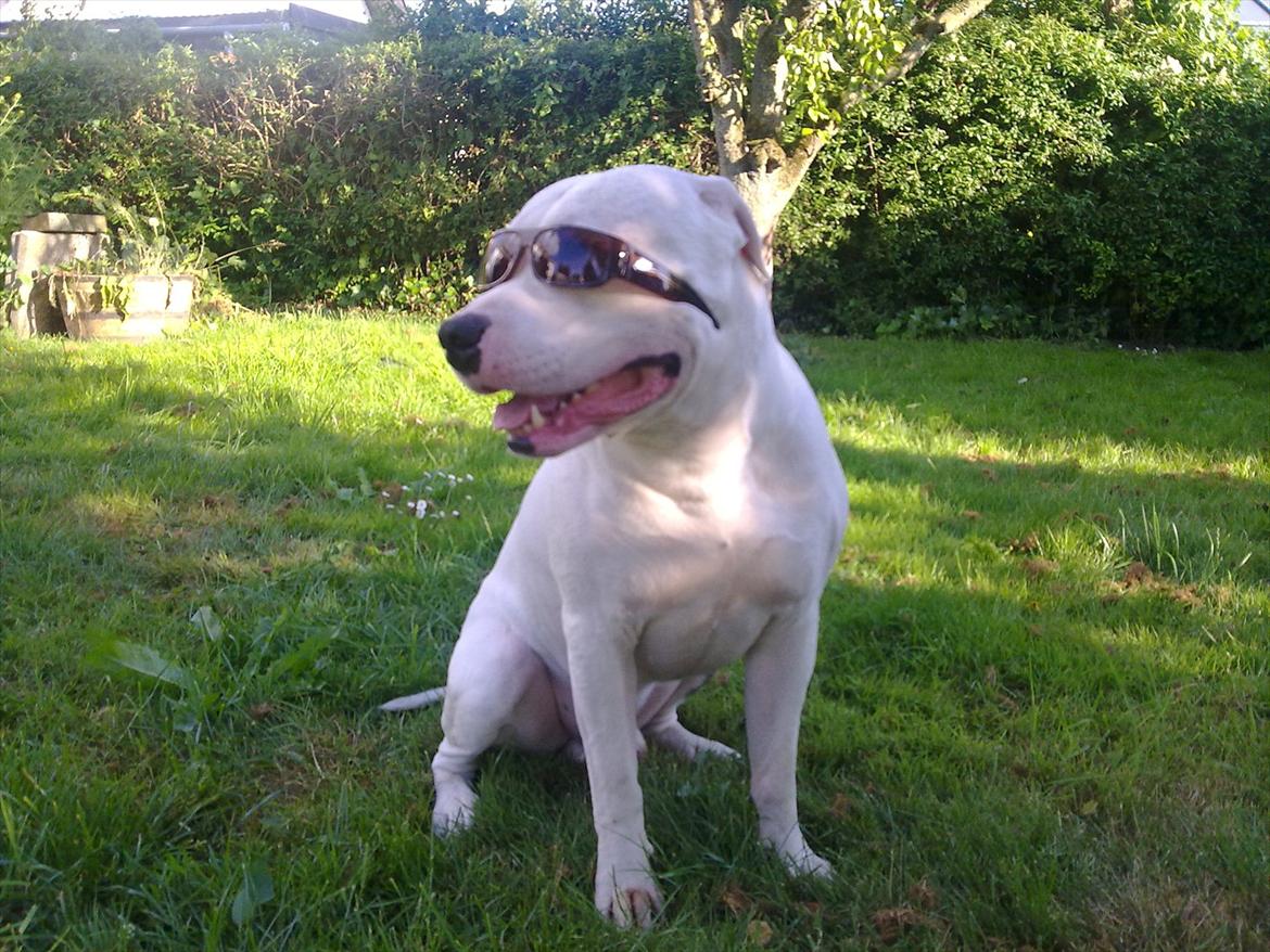 Amerikansk bulldog Staff-dog's Hector billede 18