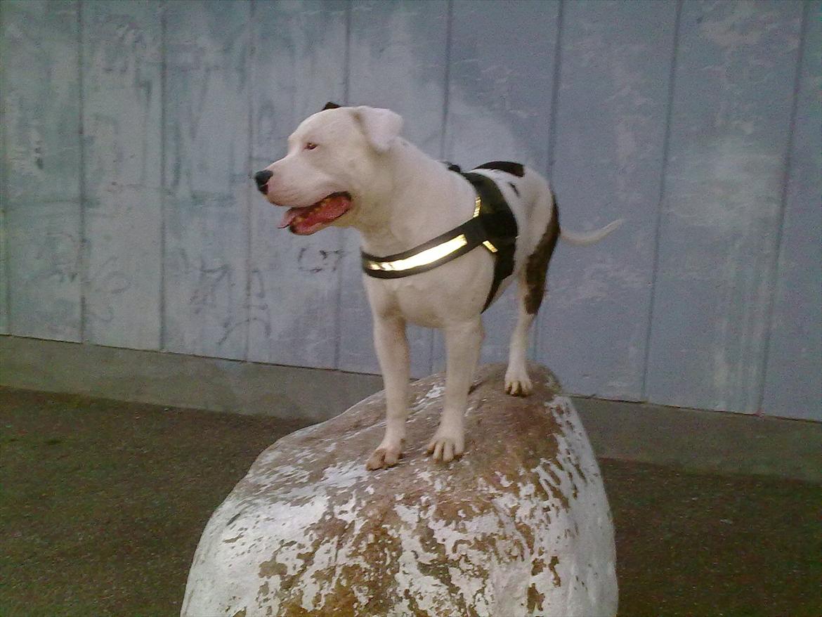 Amerikansk bulldog Staff-dog's Hector billede 19