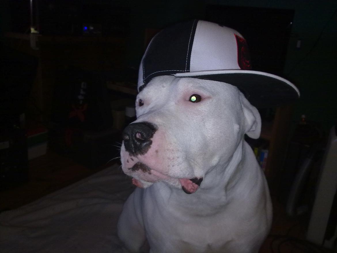 Amerikansk bulldog Staff-dog's Hector billede 20