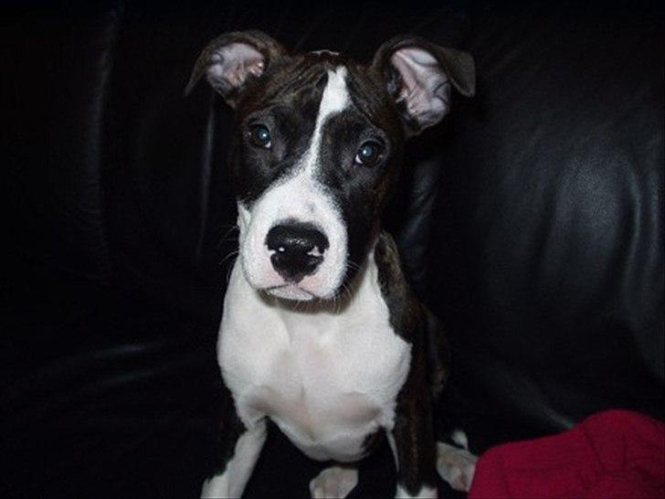 Amerikansk staffordshire terrier Staff-dog's Angel billede 1