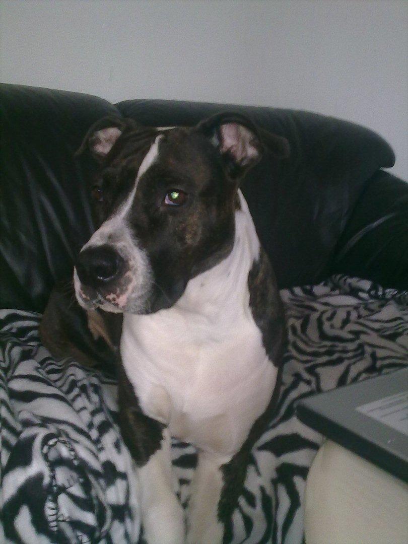 Amerikansk staffordshire terrier Staff-dog's Angel billede 17