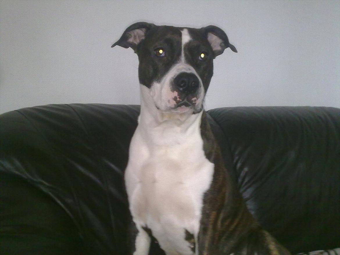 Amerikansk staffordshire terrier Staff-dog's Angel billede 18