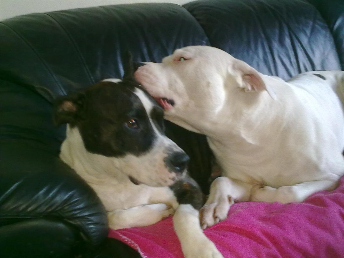 Amerikansk staffordshire terrier Staff-dog's Angel billede 19