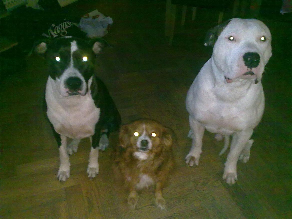 Amerikansk staffordshire terrier Staff-dog's Angel billede 20