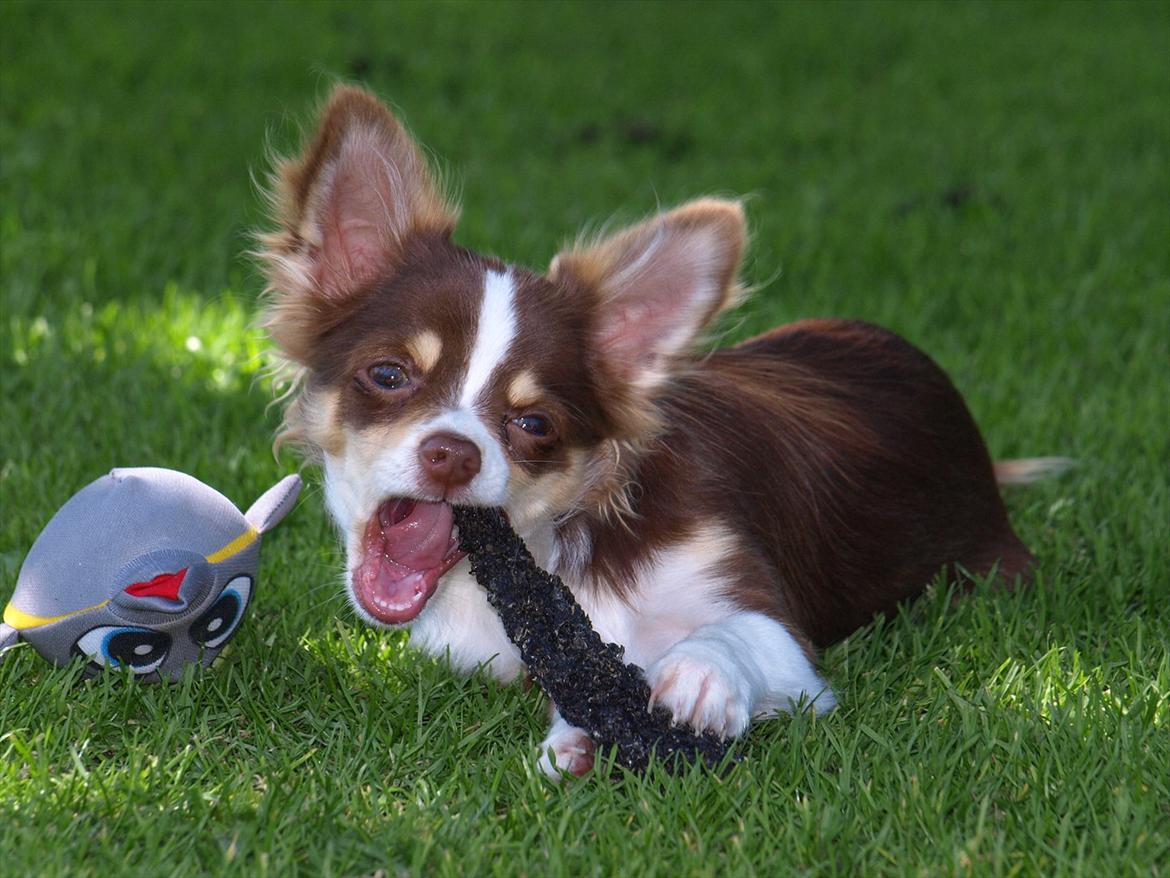 Chihuahua Molte billede 6