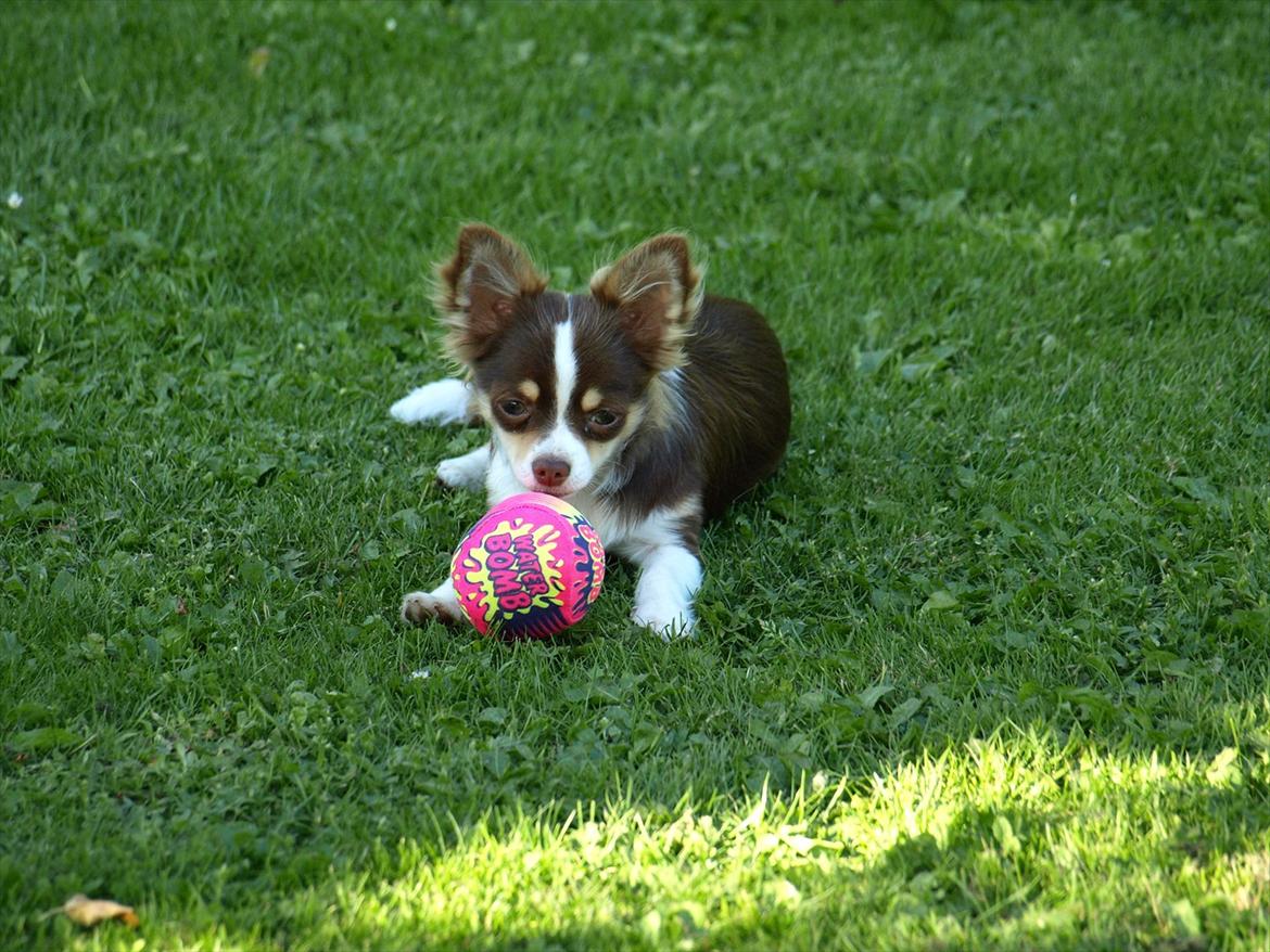 Chihuahua Molte billede 7