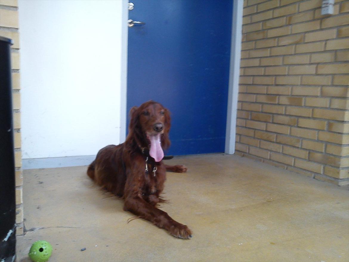 Irsk setter josef billede 4