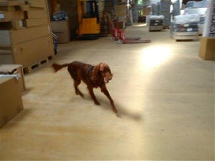 Irsk setter josef billede 5