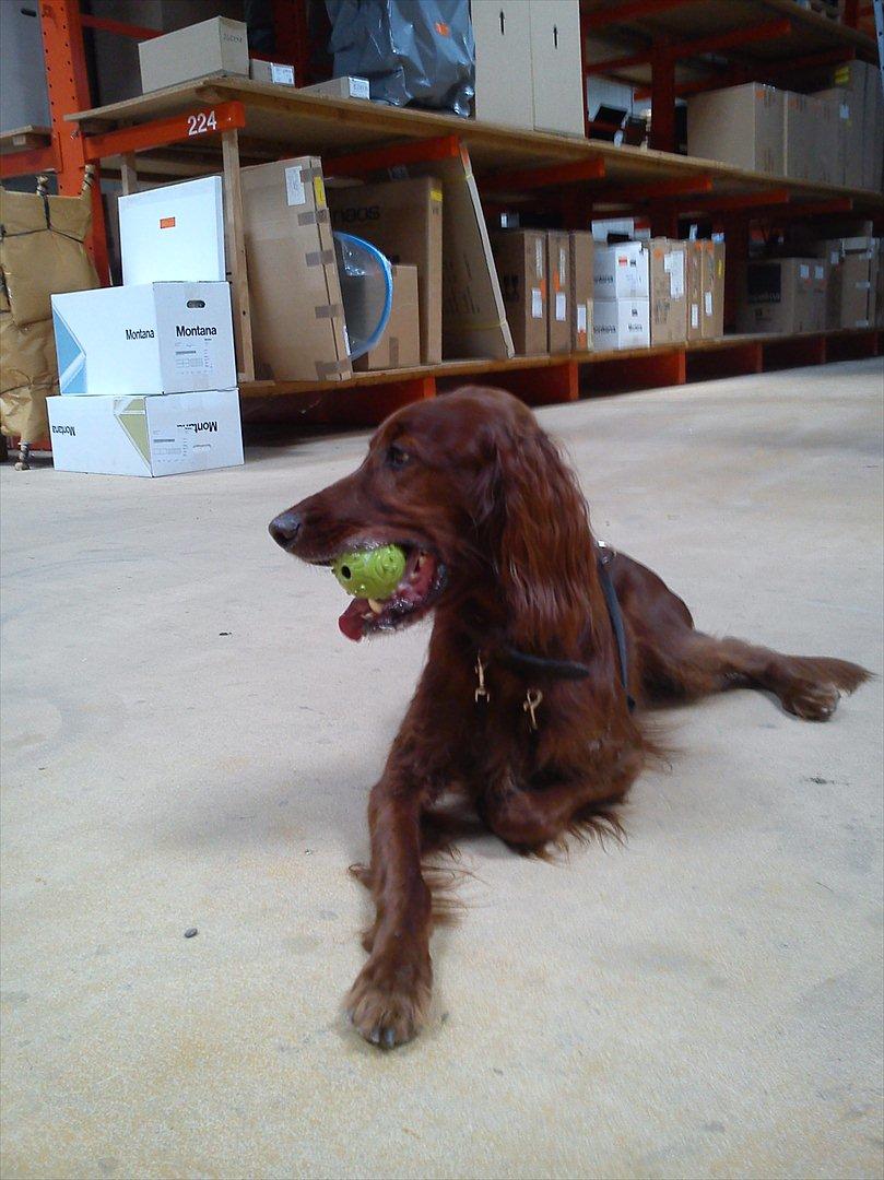 Irsk setter josef billede 6