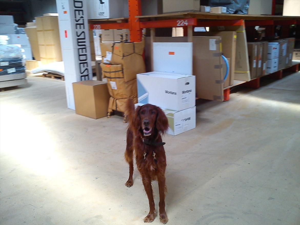 Irsk setter josef billede 2