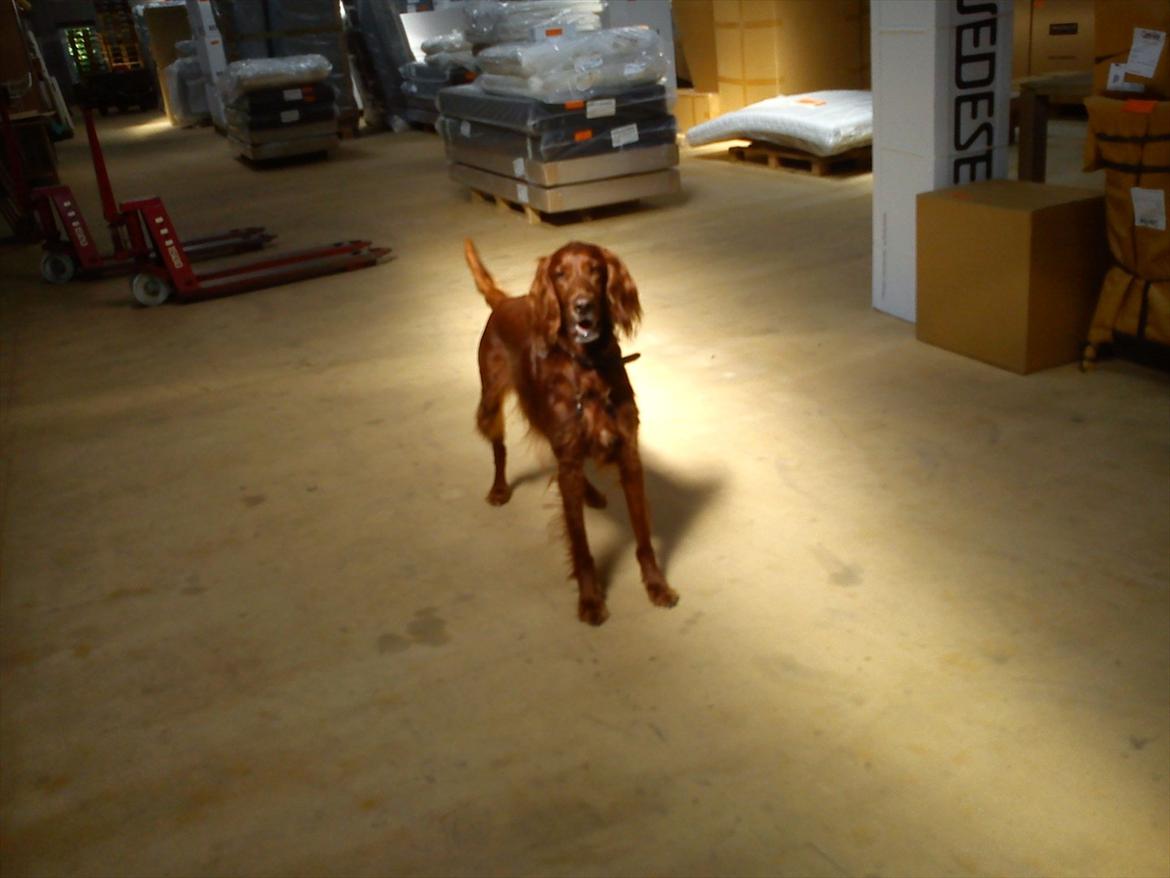 Irsk setter josef billede 7