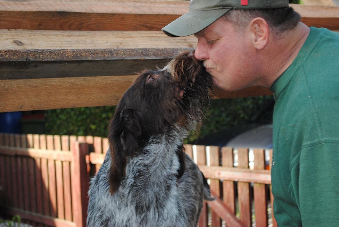 Ruhåret hønsehund Gina - Gina er rigtig glad for sin far billede 13