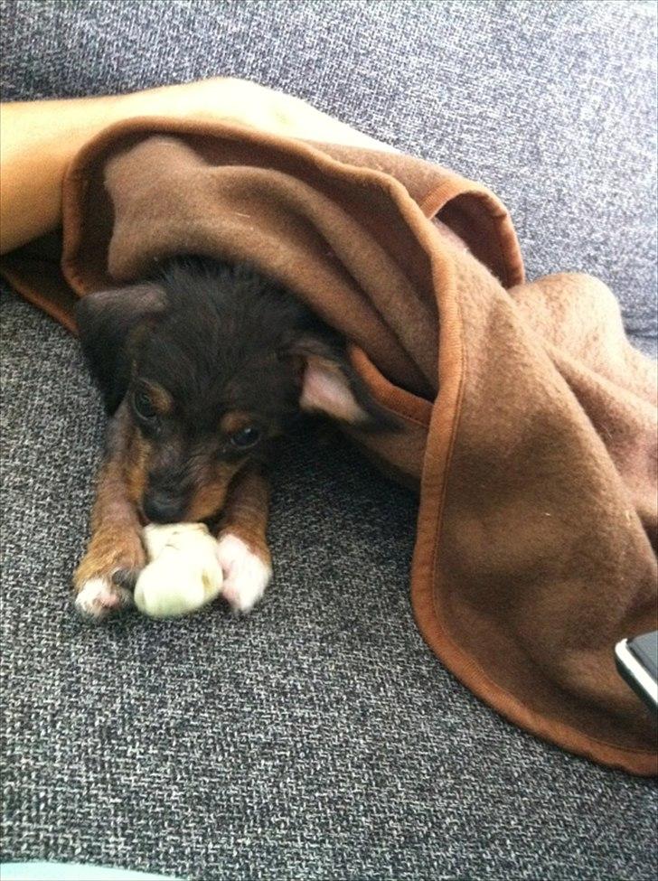 Blanding af racer Diva billede 9