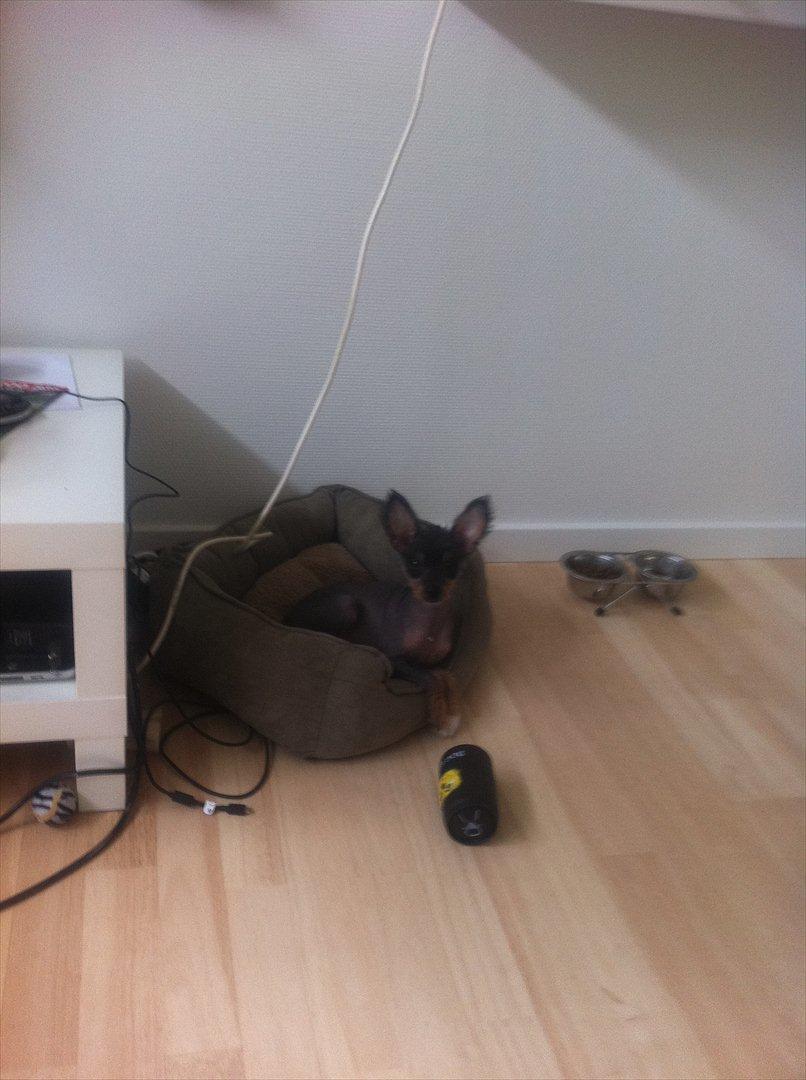 Blanding af racer Diva billede 10