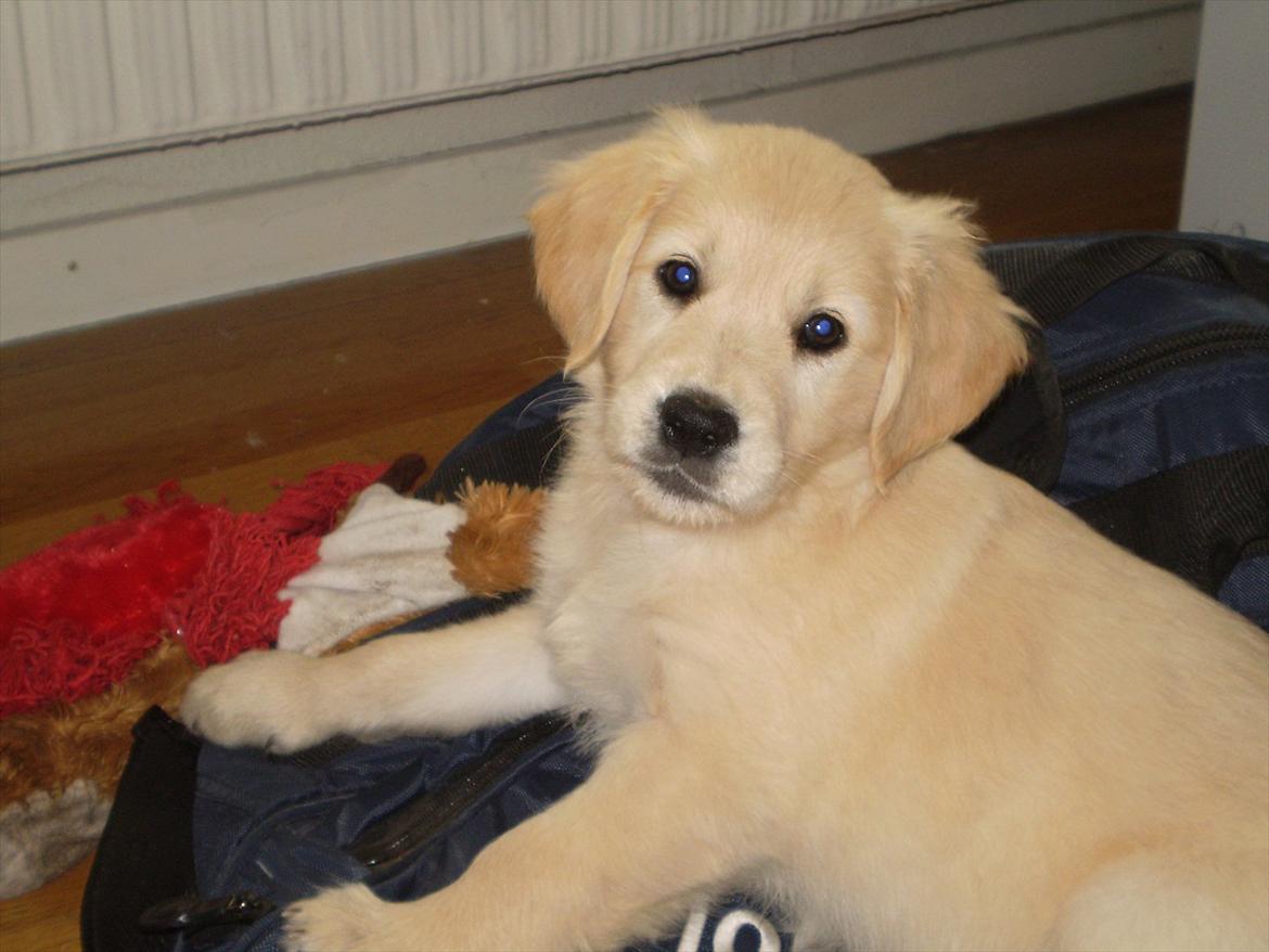 Golden retriever Jenna billede 1