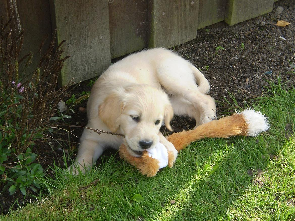 Golden retriever Jenna billede 2