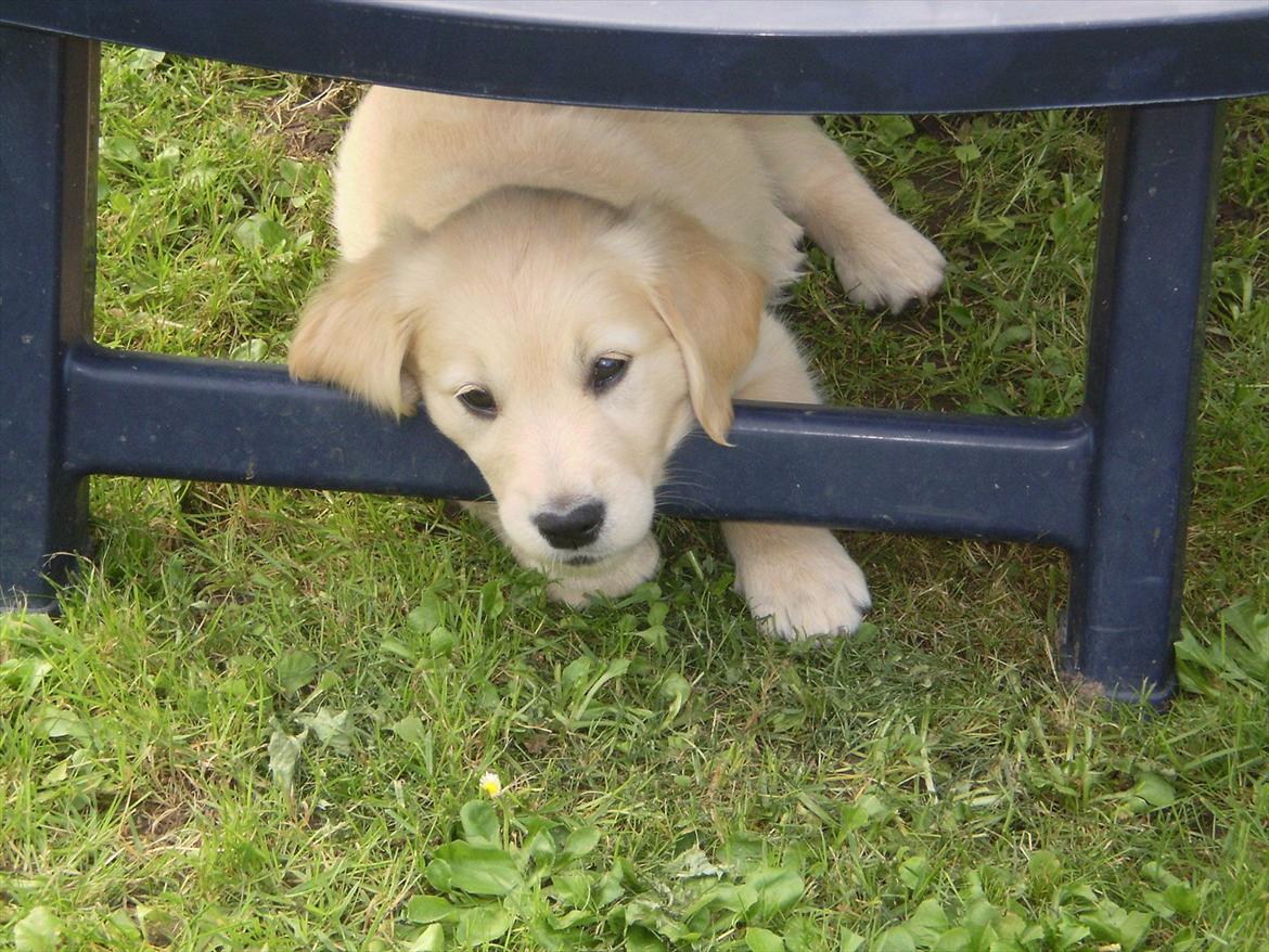 Golden retriever Jenna billede 3