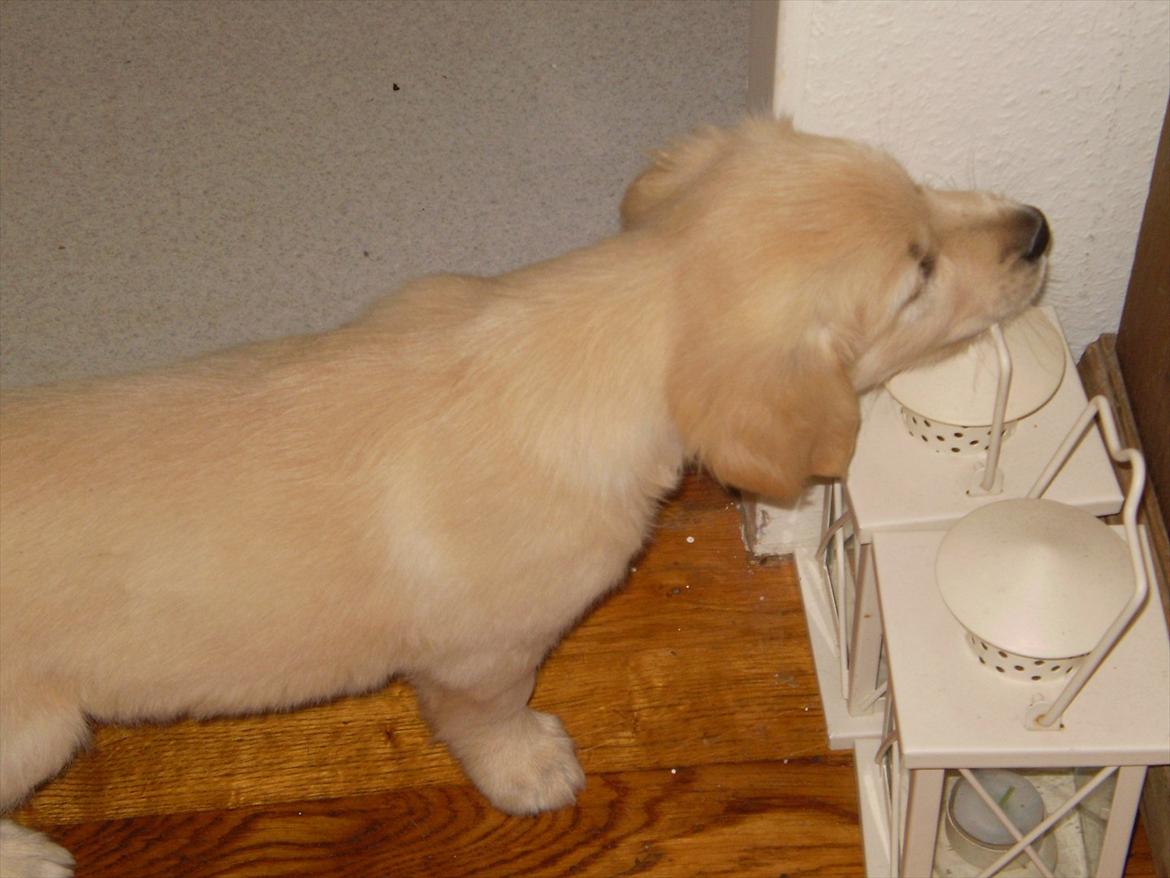 Golden retriever Jenna billede 4