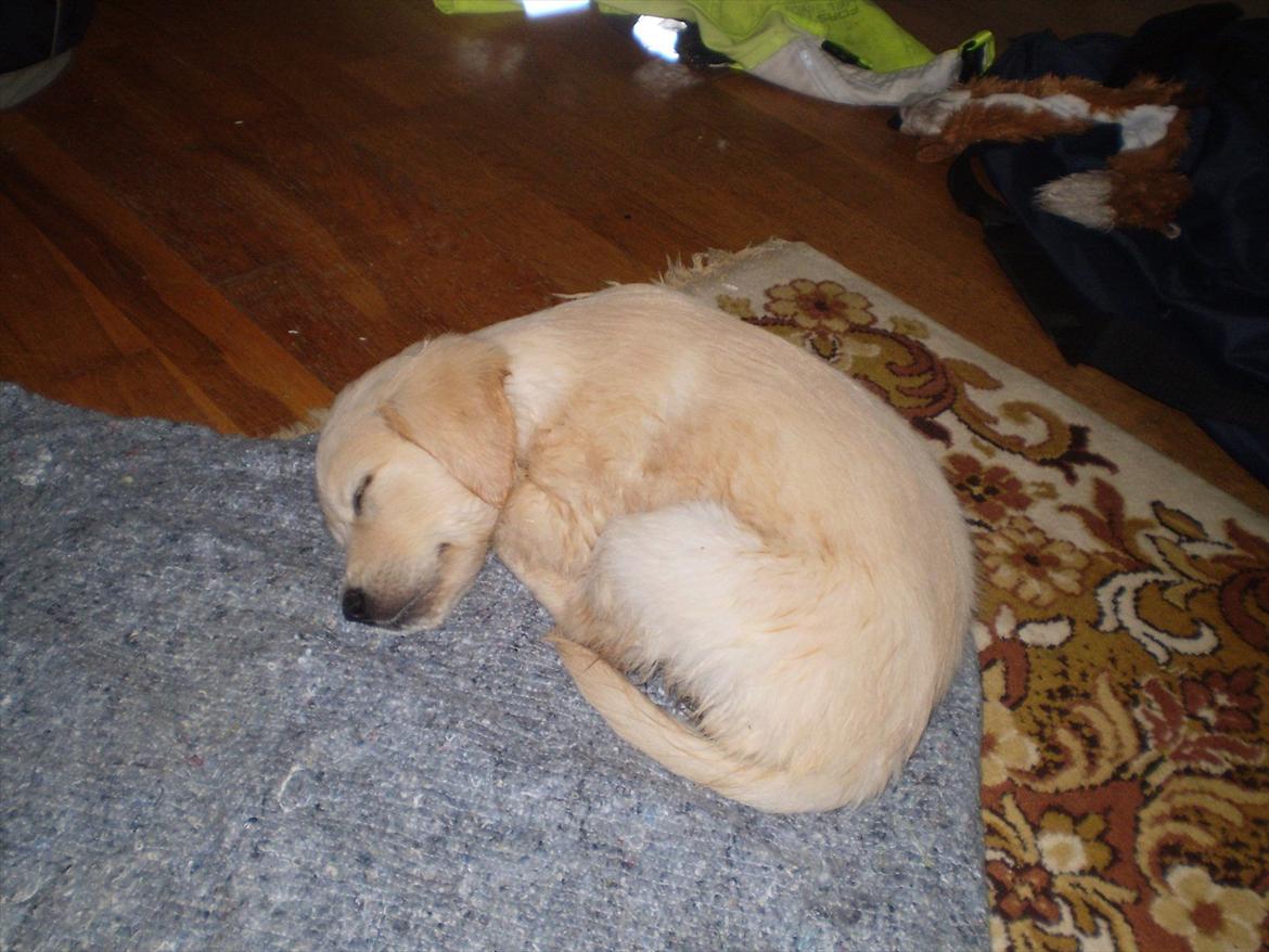 Golden retriever Jenna billede 5