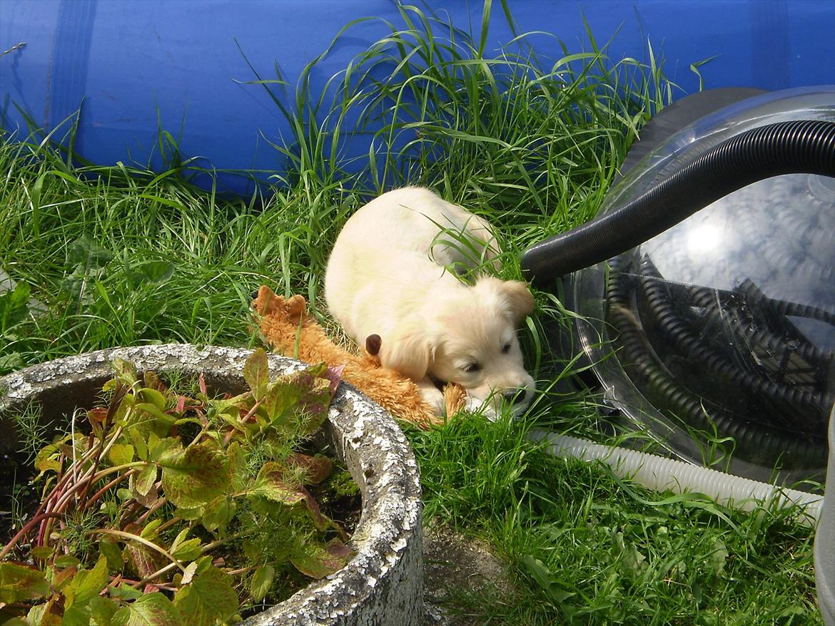 Golden retriever Jenna billede 6