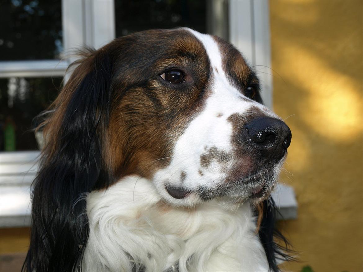 Blanding af racer Balder billede 14