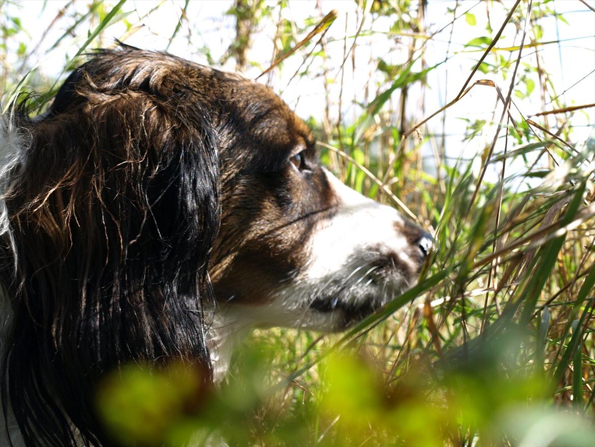 Blanding af racer Balder billede 1