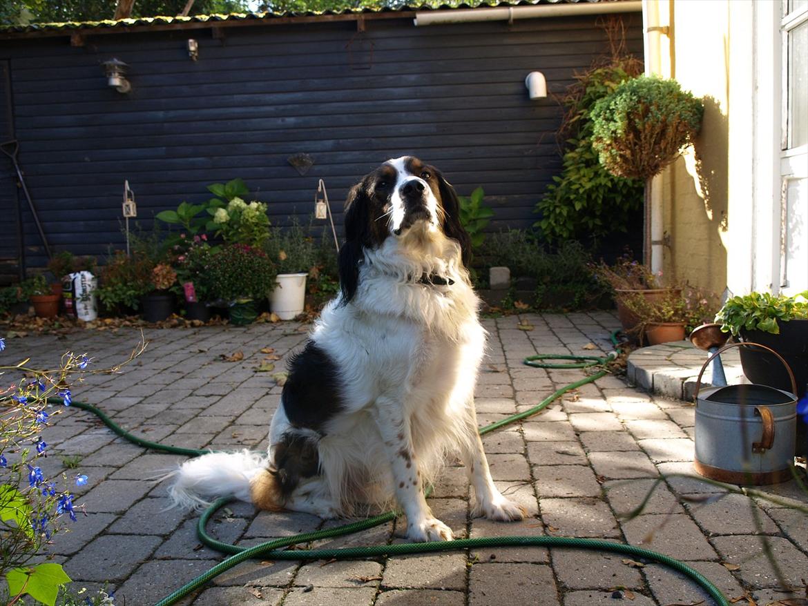 Blanding af racer Balder billede 11